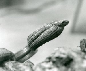 Egg-Eating Snake at London Zoo in 1930