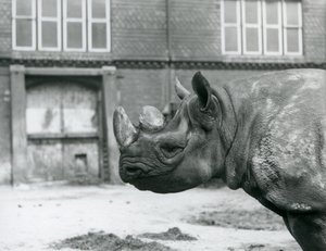 Eliza, a female Black Rhinoceros, London Zoo by Frederick William Bond