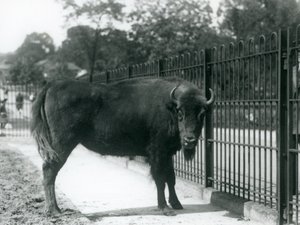 European Bison Georgina at the bars of her paddock, London Zoo, 12th August 1926 by Frederick William Bond