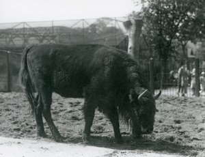 European Bison Julia eating the grass in her paddock, London Zoo, 12th August 1926 by Frederick William Bond