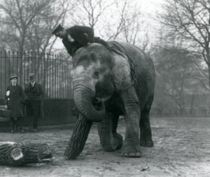 Female Asian Elephant, Indiarani, Moving Timber with Her Trunk, While Her Keeper Sits on Her Back Directing Her and Two Other People Look On, London Zoo, 1925 by Frederick William Bond