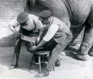 Female Asiatic Elephant Sundermalah Having Her Feet Trimmed by Her Keepers at London Zoo, August 1926 by Frederick William Bond