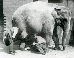 Female Asiatic Elephant Sundermalah Having Her Feet Trimmed by Her Keepers at London Zoo, August 1926 by Frederick William Bond