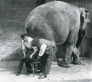 Female Asiatic Elephant Having Her Feet Trimmed by Her Keepers at London Zoo, August 1926 by Frederick William Bond