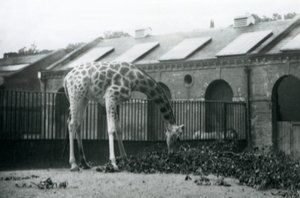 Female Giraffe 
