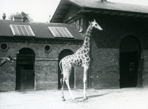 Female Giraffe, Maud, standing in the paddock outside the Giraffe House, London Zoo, July 1925 by Frederick William Bond