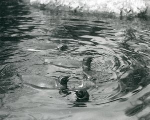 Four King Penguins swimming in their pool at London Zoo by Frederick William Bond