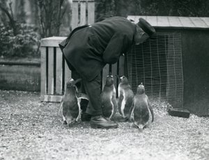Gentoo Penguins with keeper Albert White, London Zoo by Frederick William Bond