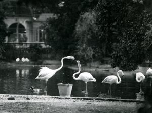 Greater Flamingos on their lake at London Zoo, 1924 by Frederick William Bond