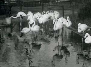 Greater Flamingos on their pond at London Zoo, 1926