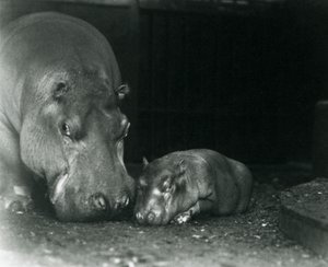 Hippopotamus Joan with her male calf Jimmy at London Zoo in March 1927 by Frederick William Bond