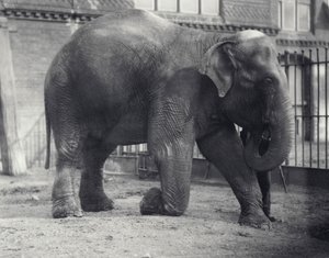 Indian Elephant, Assam Lukhi, Kneeling with Keeper at London Zoo, April 1914 by Frederick William Bond