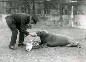 Keeper Arthur Chandler Feeding Fish to a Young Walrus, London Zoo, 1924 by Frederick William Bond