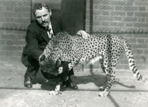 Keeper Charles Dixon with a Playful Cheetah at London Zoo by Frederick William Bond