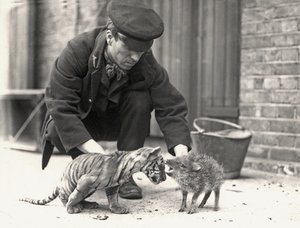 Keeper, H. Warwick, with a tiger cub and a peccary, taken at ZSL London Zoo, May 1914 by Frederick William Bond