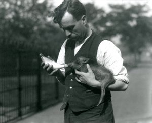 Keeper Harry Warwick Bottle Feeds a Baby Warthog at London Zoo, in August 1922 by Frederick William Bond