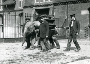 Keepers Jack Milbourne, H Robertson and Thomas train a young Asian Elephant, London Zoo, May 1922 by Frederick William Bond