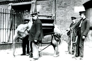 Keepers Jack Milbourne, H Robertson and Thomas train a young Asian Elephant, London Zoo, May 1922 by Frederick William Bond