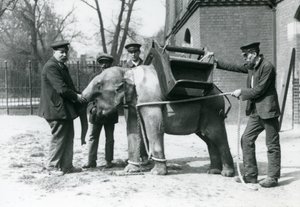 Keepers Jack Milbourne, H Robertson and Thomas train a young Asian Elephant, London Zoo, May 1922 by Frederick William Bond