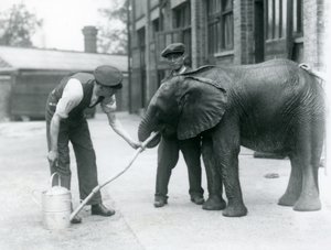 Keepers helping young male African Elephant Kiberenge to drink from a hose attached to a watering can, London Zoo, July 1924 by Frederick William Bond