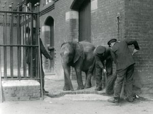 Keepers with Young Male African Elephant Kiberenge, London Zoo, 1924 by Frederick William Bond