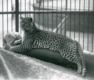 Leopard Rex lying on a log in his enclosure at London Zoo in July 1925 by Frederick William Bond