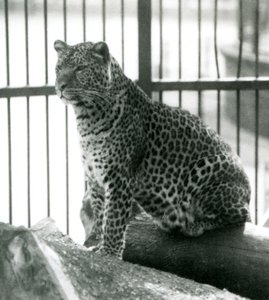 Leopard Rex sitting on a log in his enclosure at London Zoo in June 1925 by Frederick William Bond