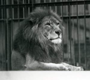 Male Lion 