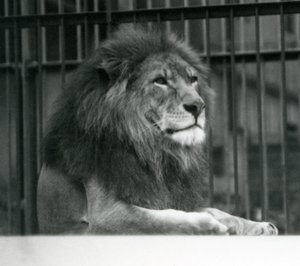 Male Lion Kuja lying down in his enclosure at London Zoo in January 1925 by Frederick William Bond