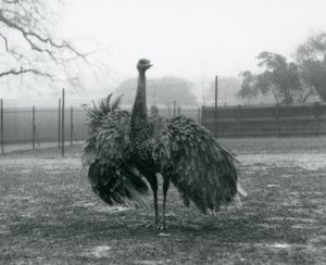Male call display by a Greater Rhea, London Zoo by Frederick William Bond