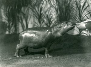Percy, a Young Pygmy Hippopotamus Being Hand Fed at London Zoo, November 1923 by Frederick William Bond