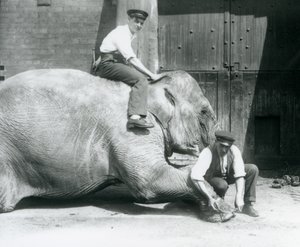 Sundermalah Having Her Front Foot Trimmed by One Keeper, with a File, as Another Sits on Her Back, London Zoo, August 1926 by Frederick William Bond