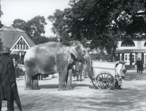 Syed Ali riding Indiarani behind a barrow, London Zoo, October 1925 by Frederick William Bond