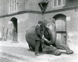 Syed Ali, training Indiarani in front of the Elephant House, London Zoo, August 1923 by Frederick William Bond