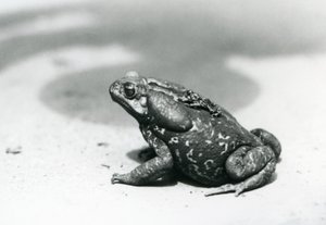 The largest and smallest toad in the menagerie in August 1928