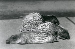 Three Cape South African Porcupines, London Zoo, 1925 by Frederick William Bond