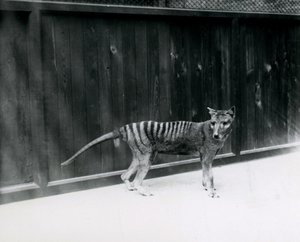 Thylacine Tasmanian Wolf at London Zoo, Before 1930 by Frederick William Bond