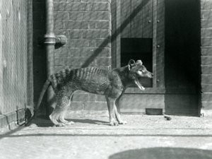 Thylacine/Tasmanian Wolf at London Zoo in August 1926 by Frederick William Bond