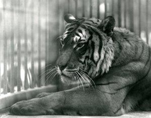 Tiger Sam at London Zoo, 1925 by Frederick William Bond
