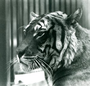 Tiger Sam at London Zoo in 1925