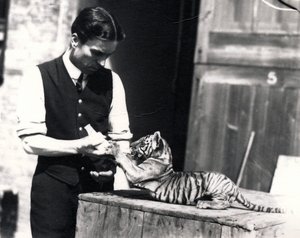 Tiger Cub Being Fed by Keeper Harry Warwick by Frederick William Bond