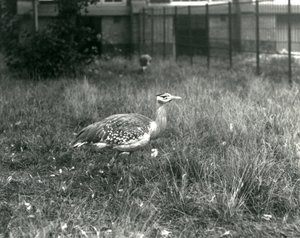 Two Arabian Bustards Standing in Their Enclosure at London Zoo, September 1927 by Frederick William Bond