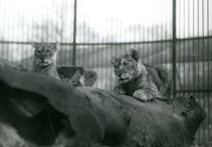Two Lion cubs in their enclosure at London Zoo, April 1924