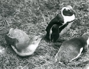 Black-footed Penguins at London Zoo, April 1925 by Frederick William Bond