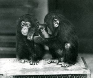 Two young Chimpanzees sitting on a wooden crate, London Zoo, 1924 by Frederick William Bond