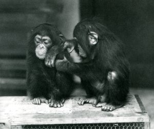 Two Young Chimpanzees Sitting on a Wooden Crate. One Sits Still While the Other Grooms Its Fur, London Zoo by Frederick William Bond