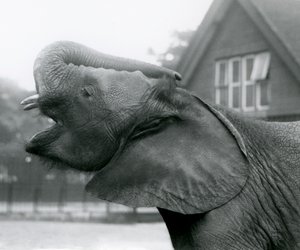 Young African Elephant Kiberenge raising his trunk and calling, London Zoo, August 1925 by Frederick William Bond