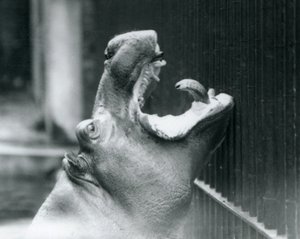 Young Hippopotamus Bobbie at London Zoo by Frederick William Bond