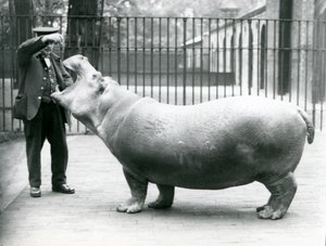 Young Hippopotamus Bobbie with keeper Ernie Bowman, London Zoo, July 1923