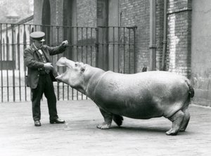 Young Hippopotamus Bobbie with keeper Ernie Bowman, London Zoo, July 1923